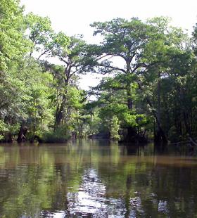 Indian Mound Island Trail | Alabama State Lands Canoe Trails